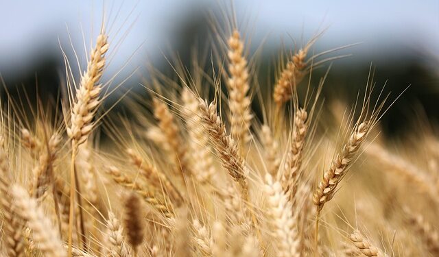 Žieminių kviečių tręšimas pavasarį – kaip užtikrinti stiprų varpų formavimąsi