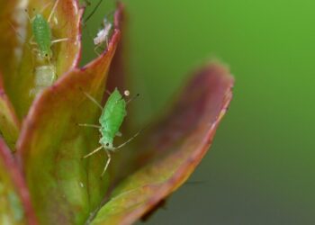 Amarų naikinimas namų priemonėmis