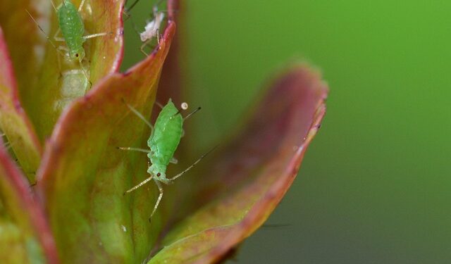 Amarų naikinimas namų priemonėmis