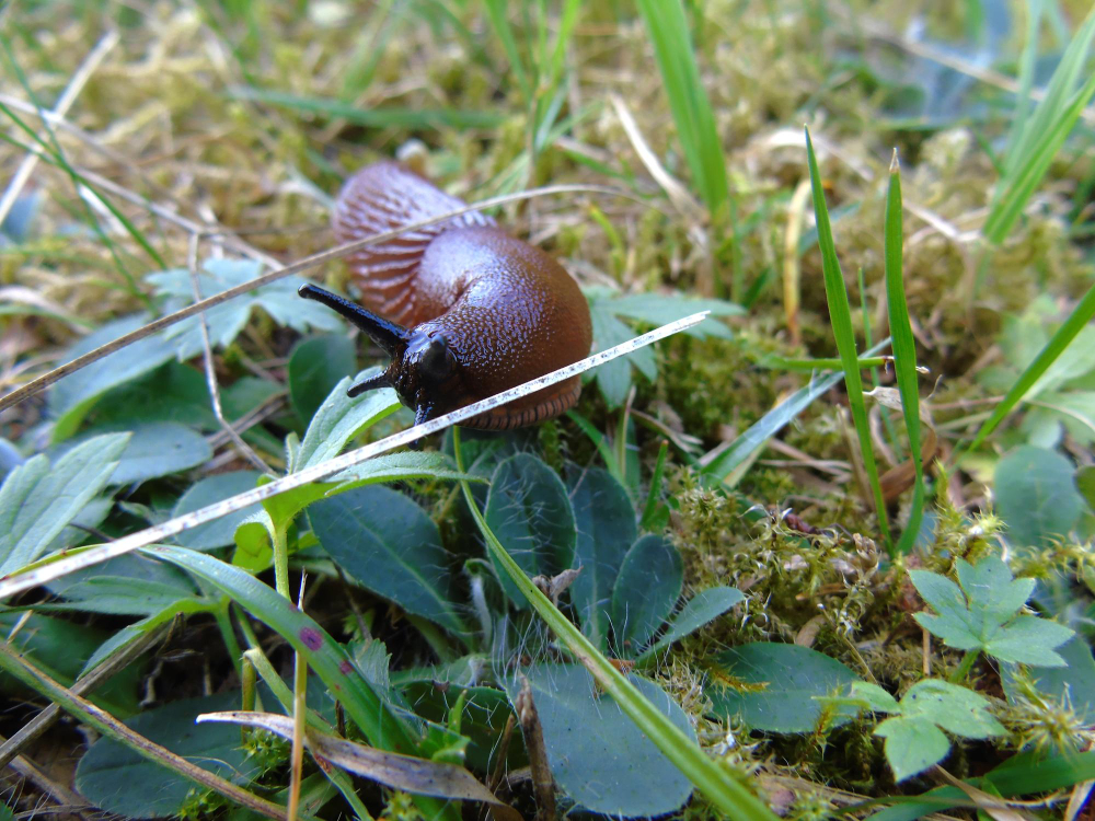 Sraigių prevencija: kaip jų neprisiveisti