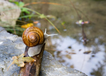 Apsauga nuo sraigių: veiksmingi sraigių naikinimo būdai darže