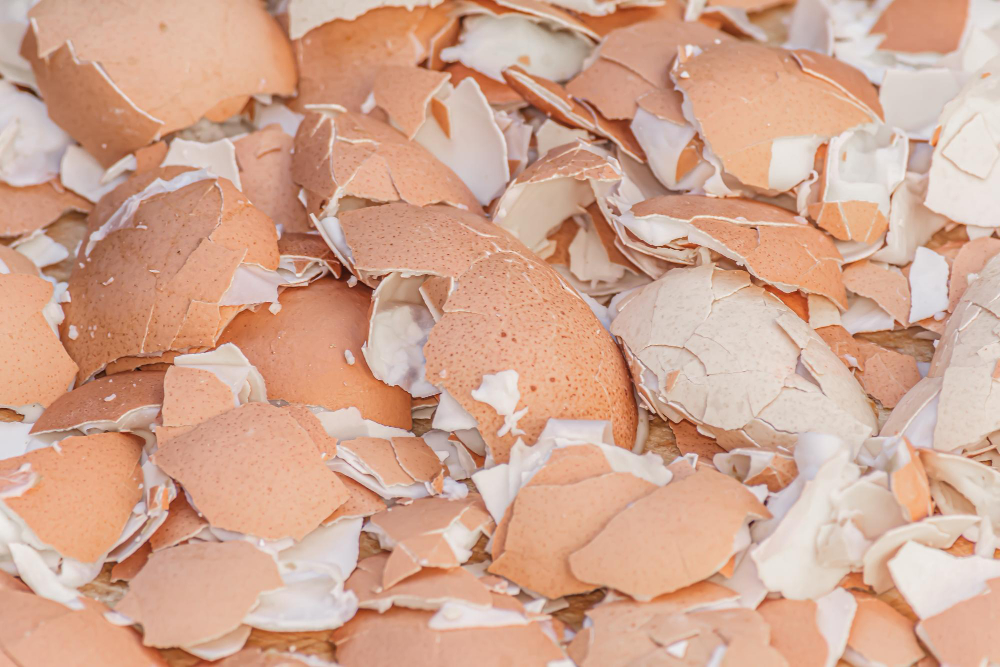 Natūralūs sraigių naikinimo būdai (be chemijos)