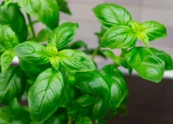 Ar bazilikas daugiametis? Ką reikia žinoti apie šio augalo auginimą