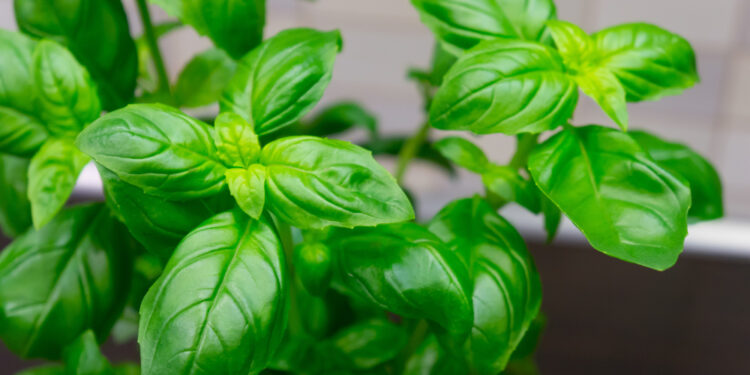 Ar bazilikas daugiametis? Ką reikia žinoti apie šio augalo auginimą
