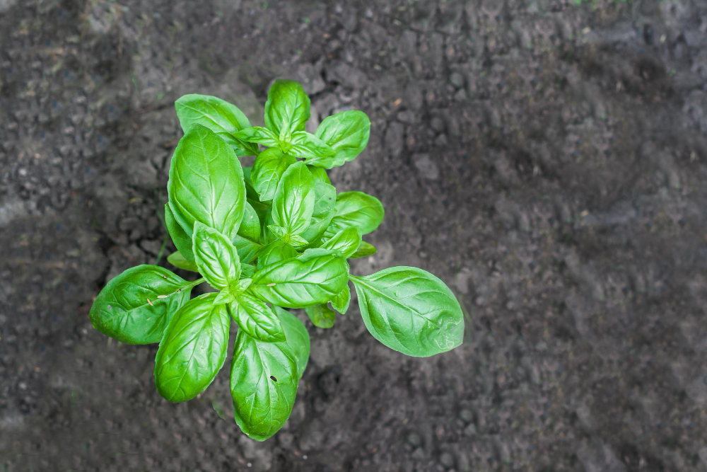 Auginimas vazone ir lysvėje – ką rinktis?