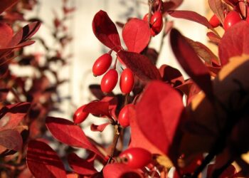 Populiariausi dekoratyviniai krūmai ir medeliai, kuriuos renkasi Lietuvos sodininkai