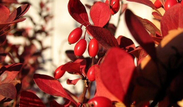 Populiariausi dekoratyviniai krūmai ir medeliai, kuriuos renkasi Lietuvos sodininkai