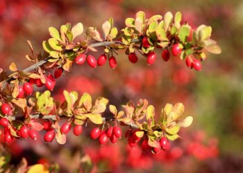 Kaip prižiūrėti barbariso krūmus, kad jie augtų tankiai, išlaikytų formą ir būtų atsparesni ligoms