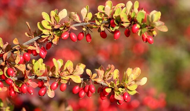 Kaip prižiūrėti barbariso krūmus, kad jie augtų tankiai, išlaikytų formą ir būtų atsparesni ligoms