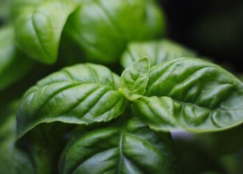 Baziliko auginimas namuose ir sode – kaip pasiekti gausų ir kvapnų derlių