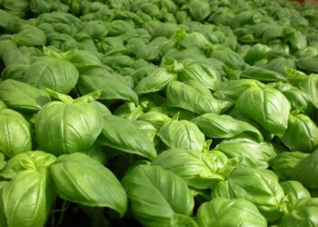 Žaliasis bazilikas – kaip pasiekti gausų derlių auginant namuose