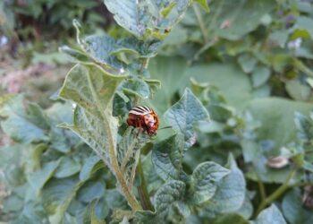 Kolorado vabalų kontrolė