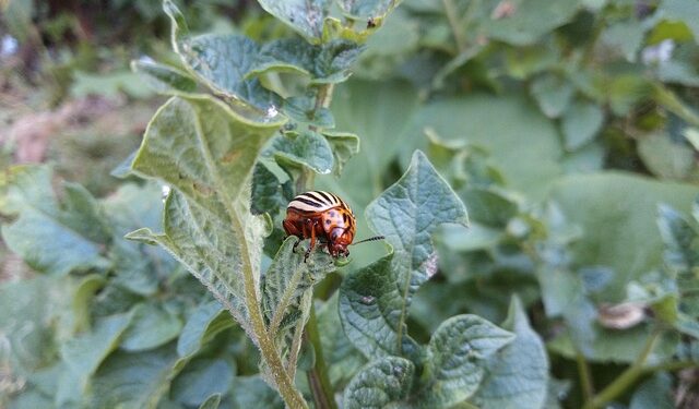 Kolorado vabalų kontrolė