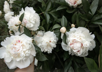 Bijūnų krūmas – priežiūra, kuri garantuoja gausų žydėjimą