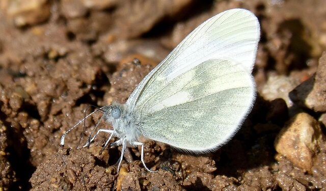 Kopūstinio baltuko naikinimas: veiksmingiausi būdai apsaugoti derlių