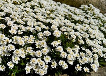 Gėlės kapams pavasarį – kokius augalus rinktis ilgalaikiam žydėjimui