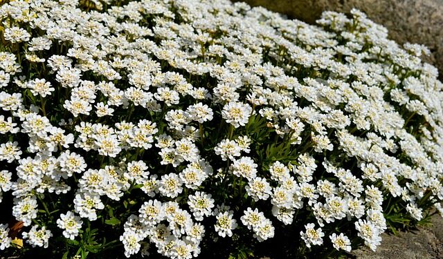 Gėlės kapams pavasarį – kokius augalus rinktis ilgalaikiam žydėjimui