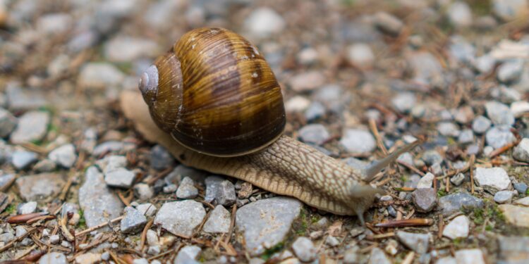 Priemonės nuo šliužų ir sraigių