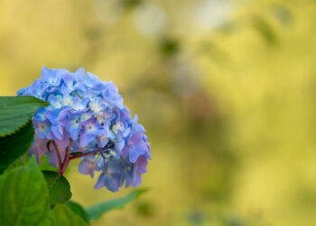 Kaip ir kada tręšti hortenzijas pavasarį, kad žydėjimas būtų gausus