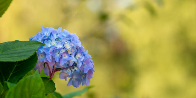 Kaip ir kada tręšti hortenzijas pavasarį, kad žydėjimas būtų gausus