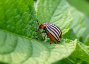 Kolorado vabalų naikinimas: patikimi būdai apsaugoti bulves ir daržoves