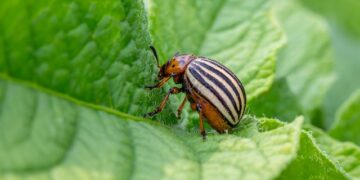 Kolorado vabalų naikinimas: patikimi būdai apsaugoti bulves ir daržoves