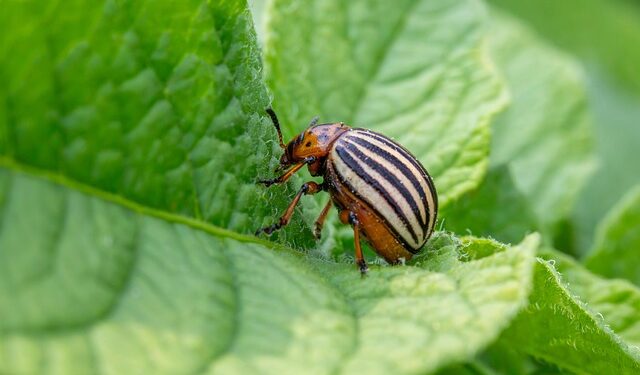 Kolorado vabalų naikinimas: patikimi būdai apsaugoti bulves ir daržoves