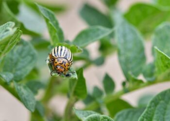 Kaip kovoti su kolorado vabalais – veiksmingiausi būdai apsaugoti derlių