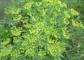 Krapų sodinimas – dažniausiai pasitaikančios klaidos ir kaip jų išvengti