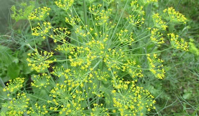 Krapų sodinimas – dažniausiai pasitaikančios klaidos ir kaip jų išvengti