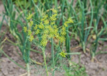 Krapų sėja rudenį: patarimai, padėsiantys sulaukti ankstyvo derliaus pavasarį