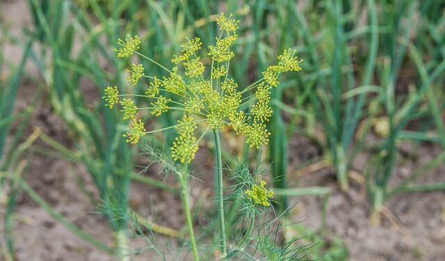 Krapų sėja rudenį: patarimai, padėsiantys sulaukti ankstyvo derliaus pavasarį