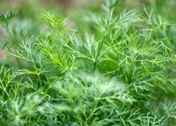 Per kiek laiko sudygsta krapai?