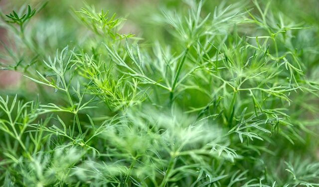 Per kiek laiko sudygsta krapai?