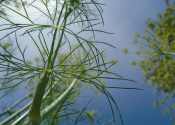 Šaldyti krapai – kaip teisingai užšaldyti ir išsaugoti šviežumą