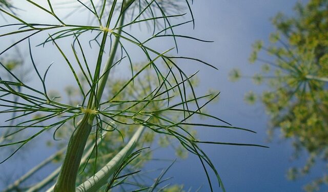 Šaldyti krapai – kaip teisingai užšaldyti ir išsaugoti šviežumą