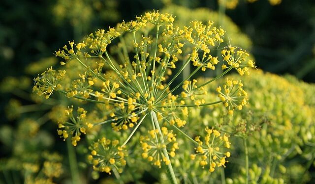 Kodėl neauga krapai? Dažniausios priežastys ir sprendimai