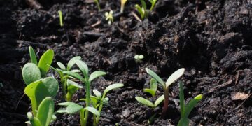 Sėjos kalendorius 2026 metams