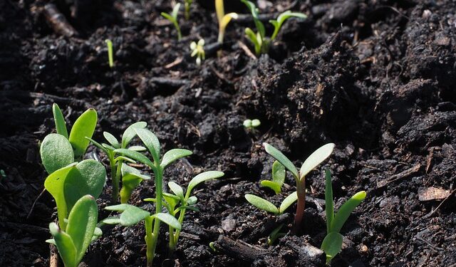 Sėjos kalendorius 2026 metams