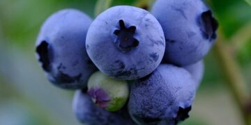 Kaip ir kada tręšti šilauoges pavasarį: svarbiausi patarimai gausiam derliui