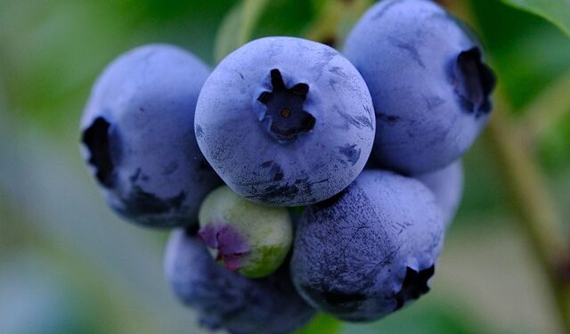 Kaip ir kada tręšti šilauoges pavasarį: svarbiausi patarimai gausiam derliui