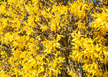 Geltonas krūmas sodui: ryškus akcentas nuo ankstyvo pavasario iki vėlyvo rudens