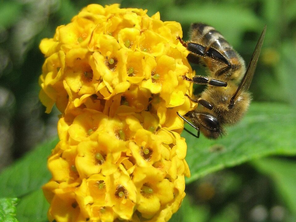 Kodėl verta turėti geltoną krūmą savo sode
