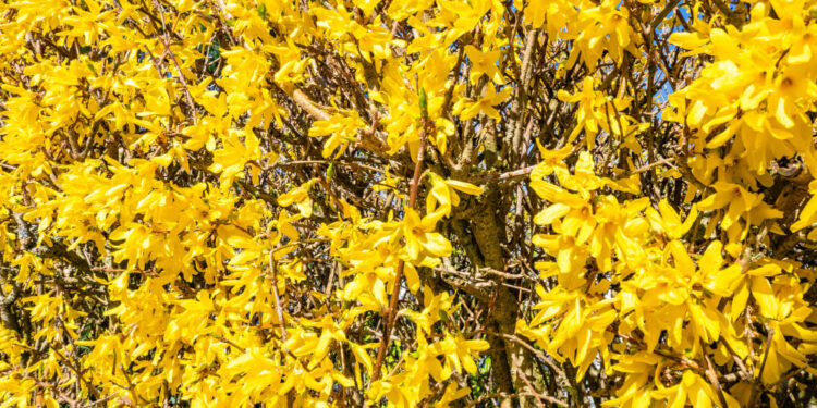 Geltonas krūmas sodui: ryškus akcentas nuo ankstyvo pavasario iki vėlyvo rudens