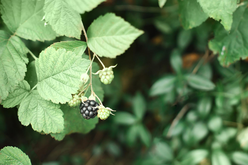 Gervuogių negenėjimas arba neteisingas genėjimas