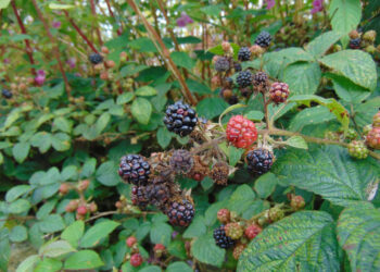 Gervuogių krūmas sode – dažniausiai pasitaikančios klaidos ir kaip jų išvengti