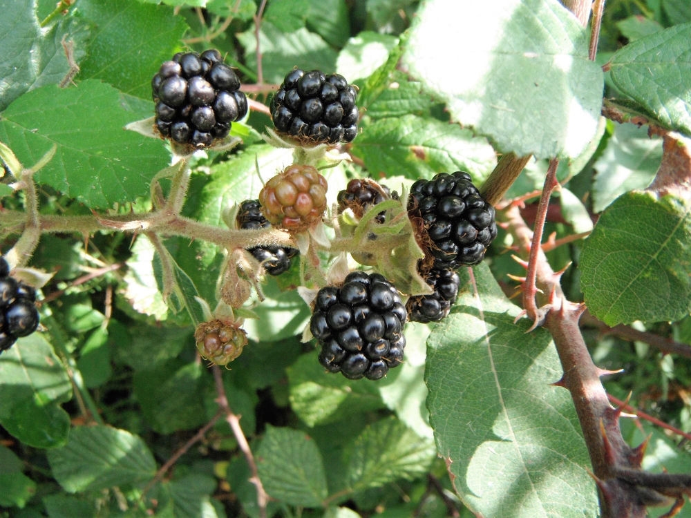 Netinkamas tręšimas arba jo nebuvimas