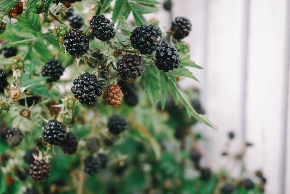 Dažniausios klaidos renkantis gervuogių veislę