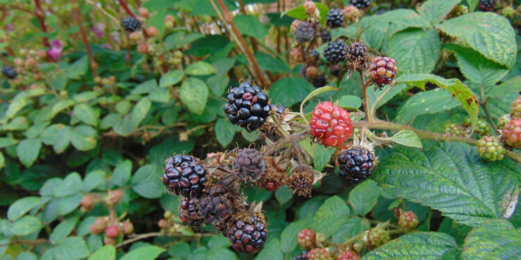 Gervuogių krūmas sode – dažniausiai pasitaikančios klaidos ir kaip jų išvengti