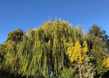 Greitai augantys krūmai – kaip juos sodinti, paruošti dirvą ir prižiūrėti pirmuosius metus